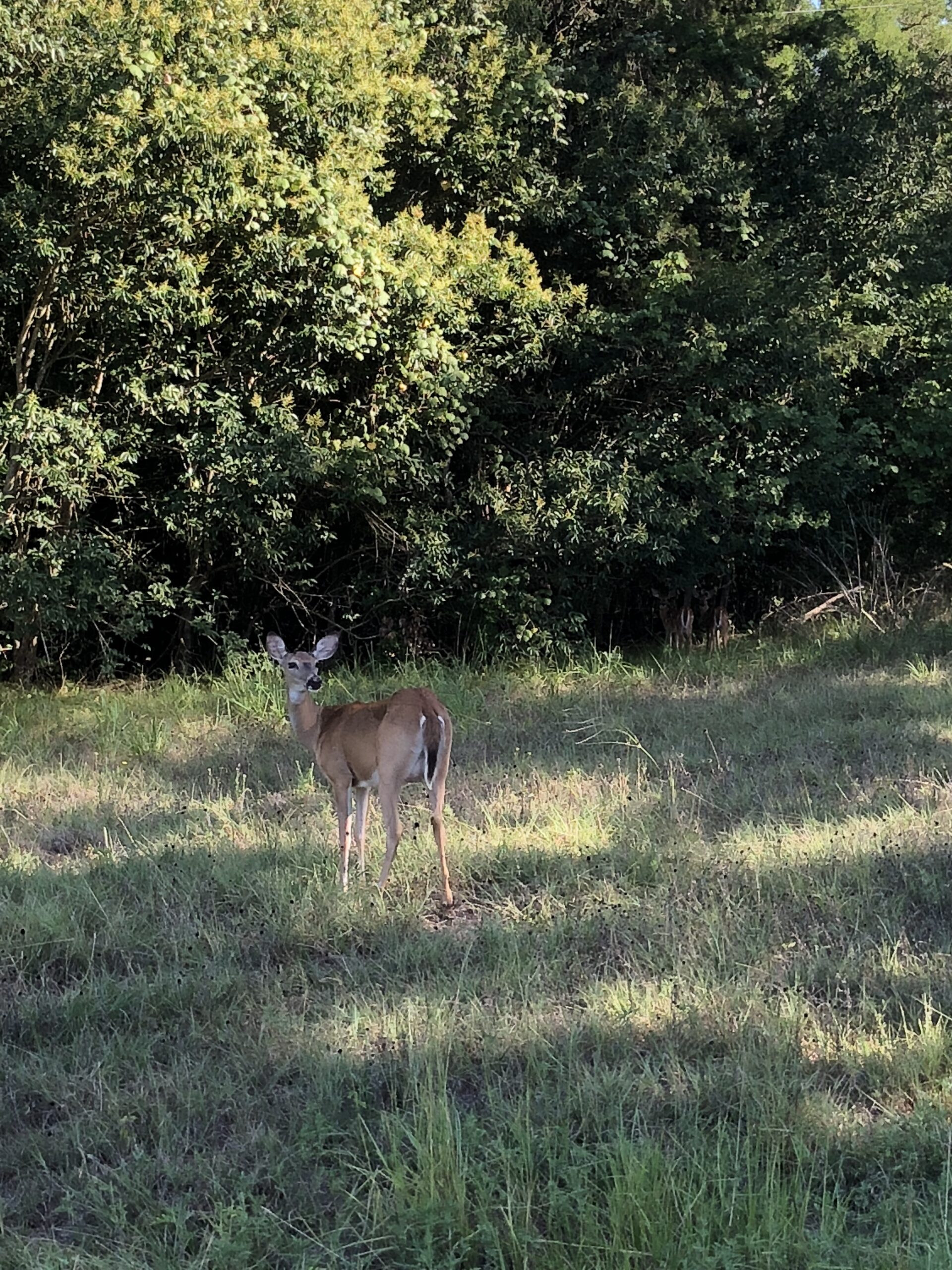 Deer in Fort Parker in Groesbeck, Texas