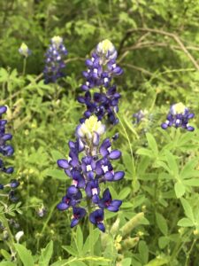 Bluebonnets